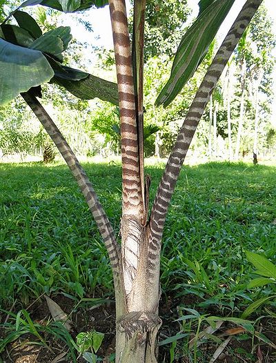 Caryota zebrina