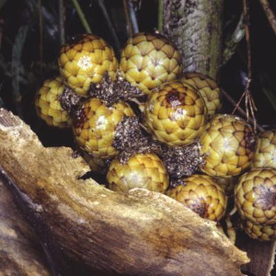 Ceratolobus Concolor