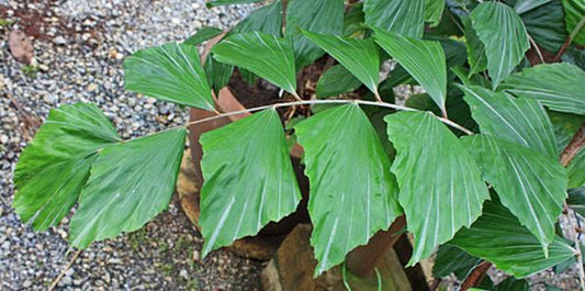 Ceratolobus glaucescens