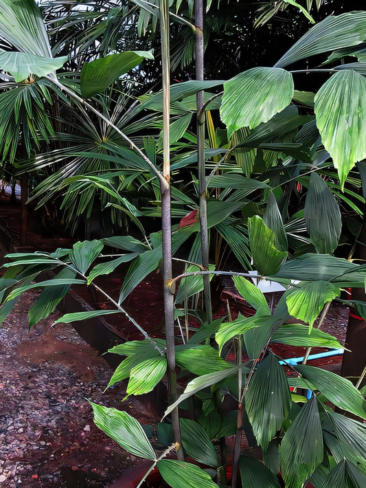 Ceratolobus kingianus