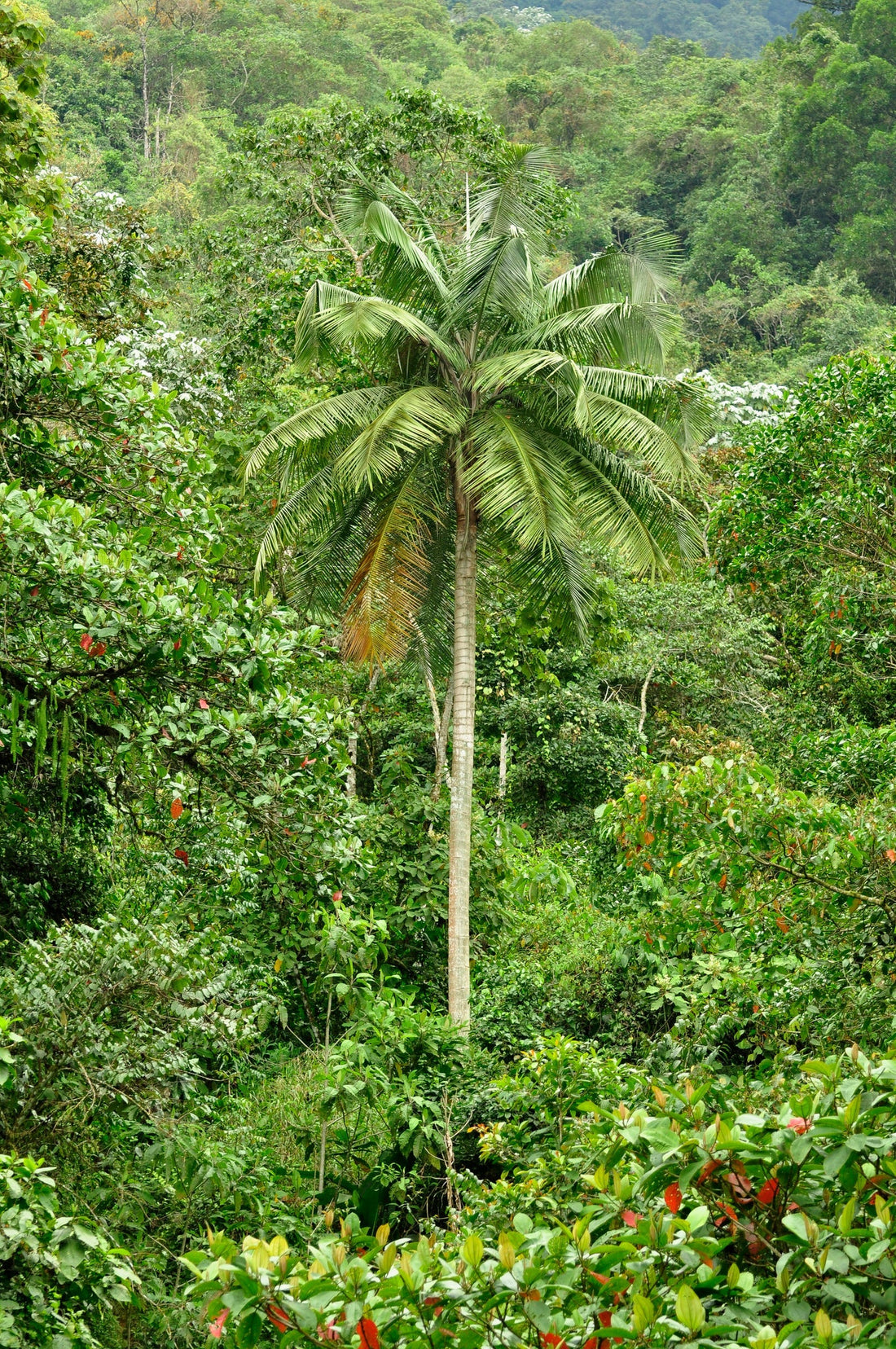 Ceroxylon alpinum