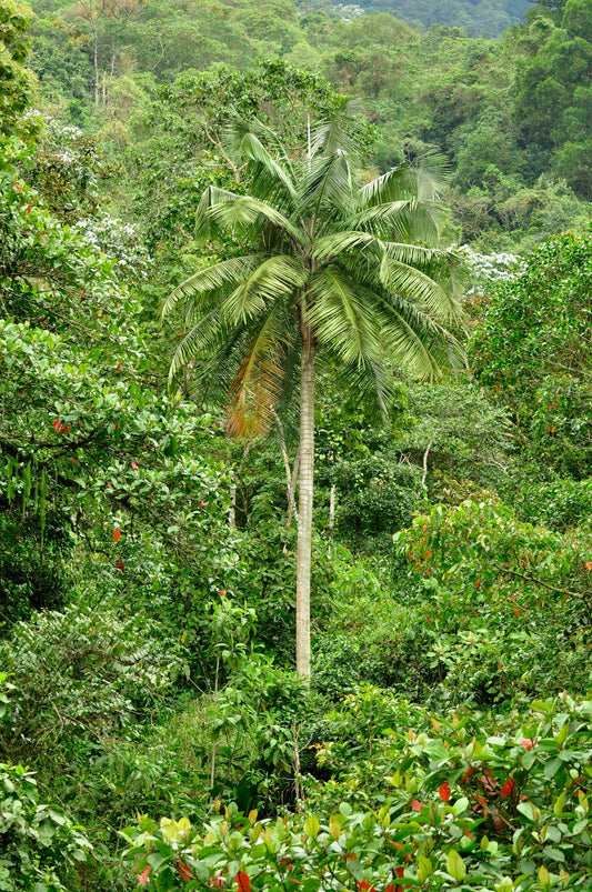 Ceroxylon alpinum