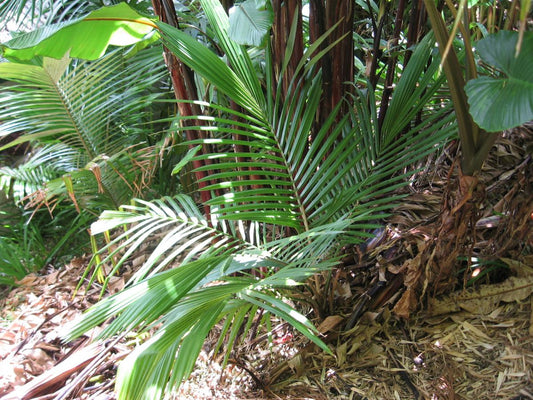 Ceroxylon amazonicum