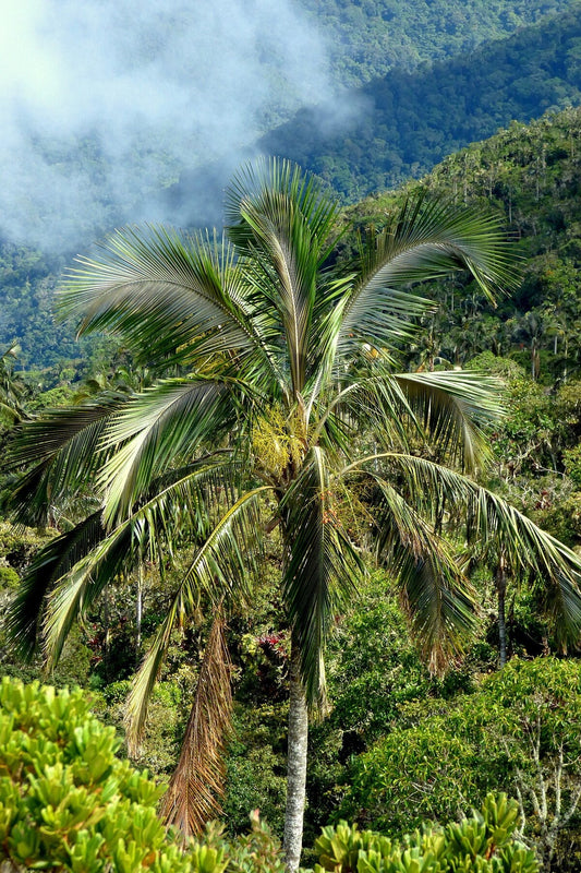 Ceroxylon ceriferum 