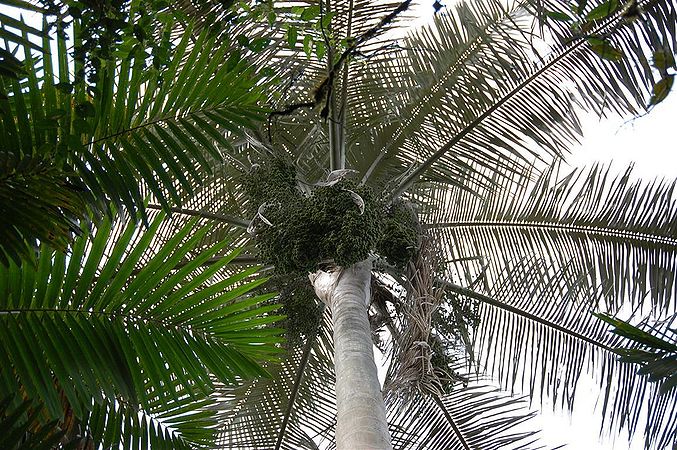 Ceroxylon echinulatum