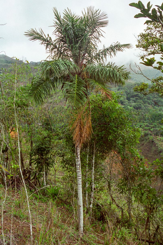 Ceroxylon parvum