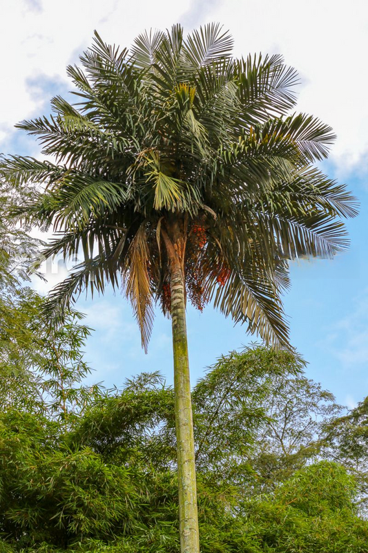 Ceroxylon peruvianum