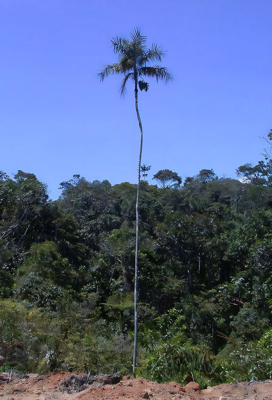Ceroxylon pityrophyllum
