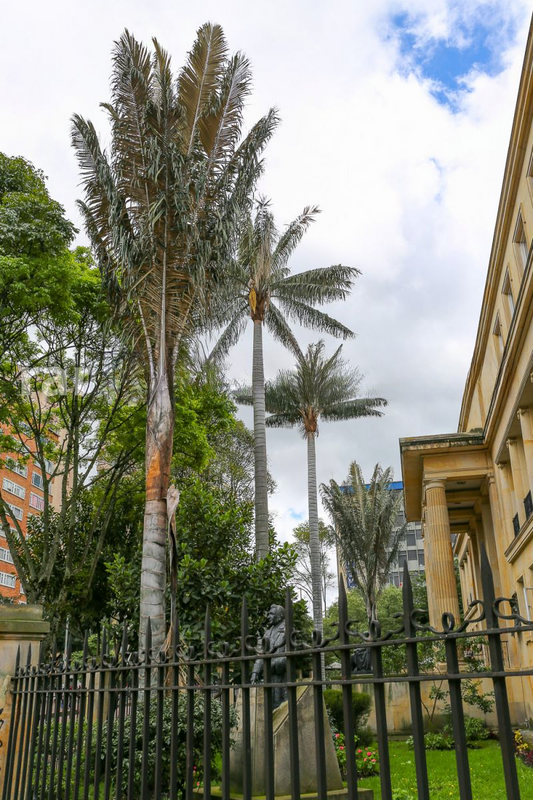 Ceroxylon sasaimae