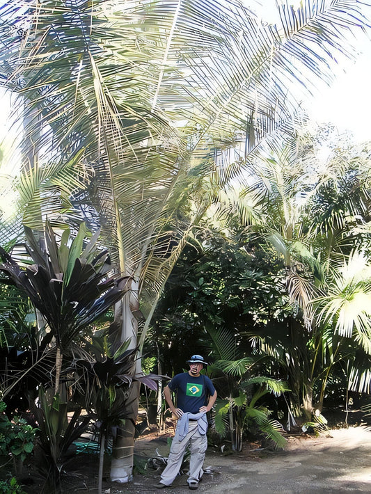 Ceroxylon sp. 'Big Silver'