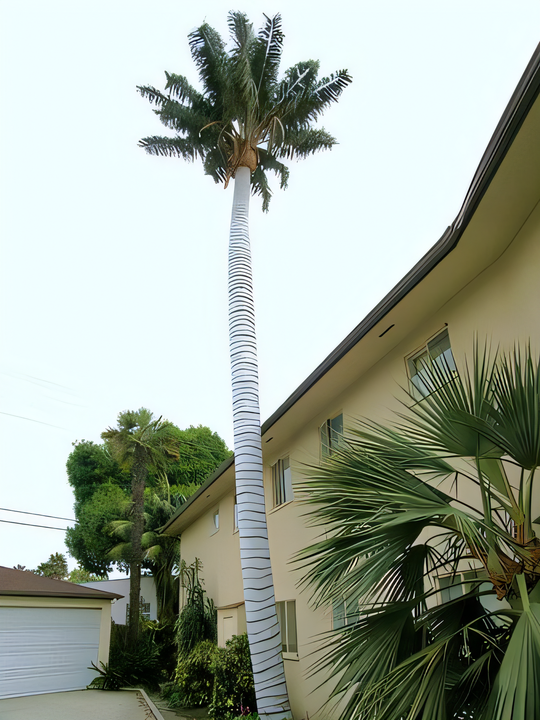 Ceroxylon ventricosum