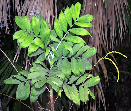 Chamaedorea adscendens