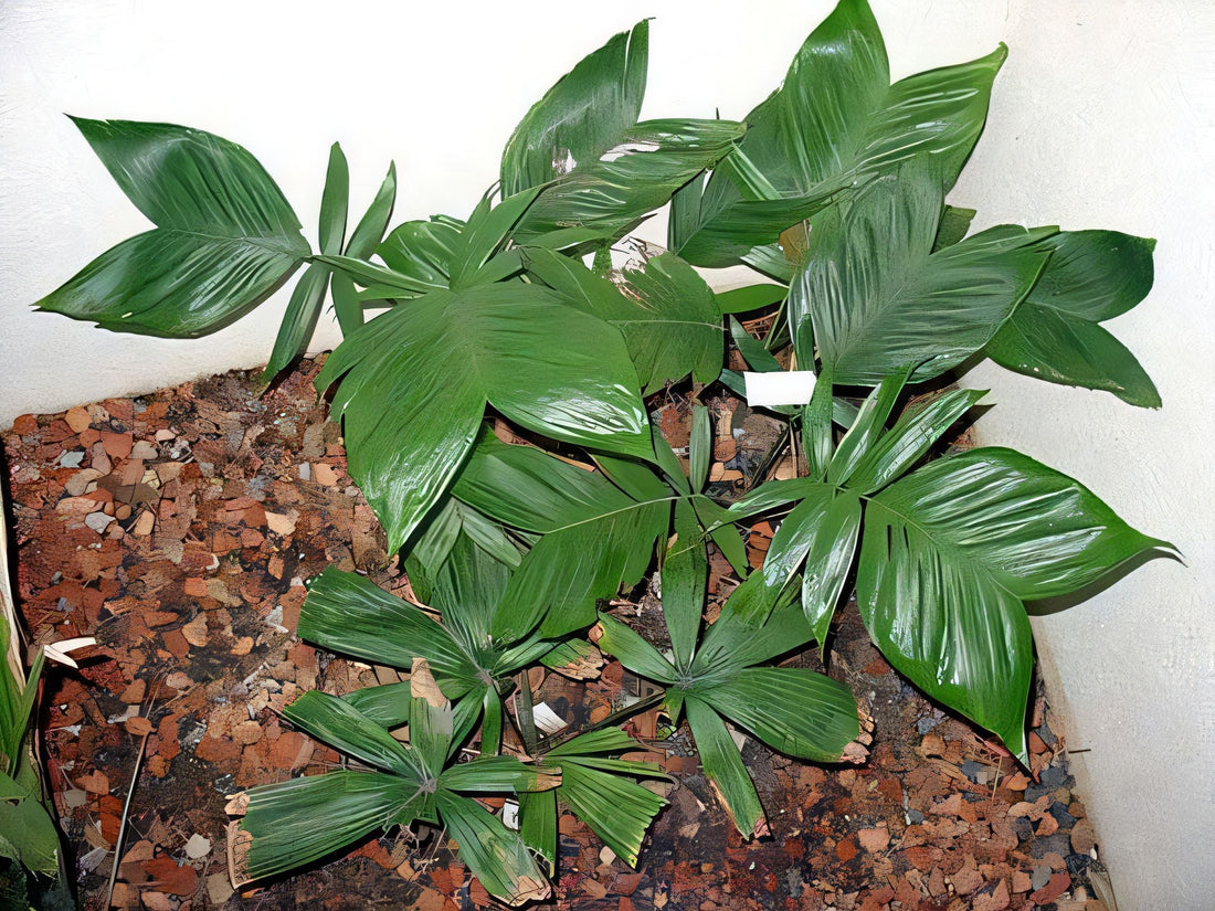 Chamaedorea allenii