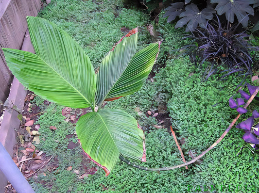 Chamaedorea amabilis