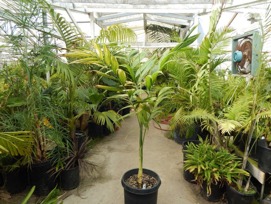 Chamaedorea arenbergiana