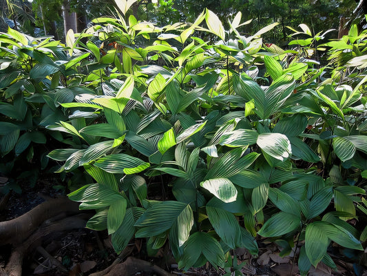 Discover Chamaedorea brachypoda — a rare, shade-loving palm perfect for indoor cultivation. Care tips, habitat, and unique features inside!