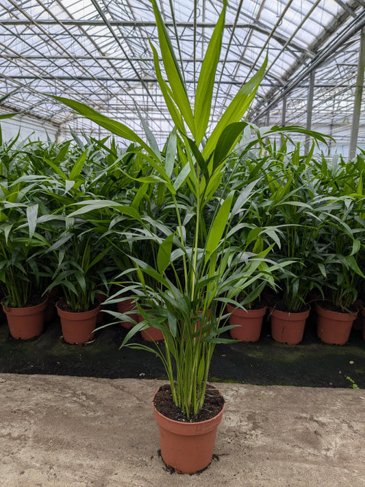Chamaedorea cataractarum