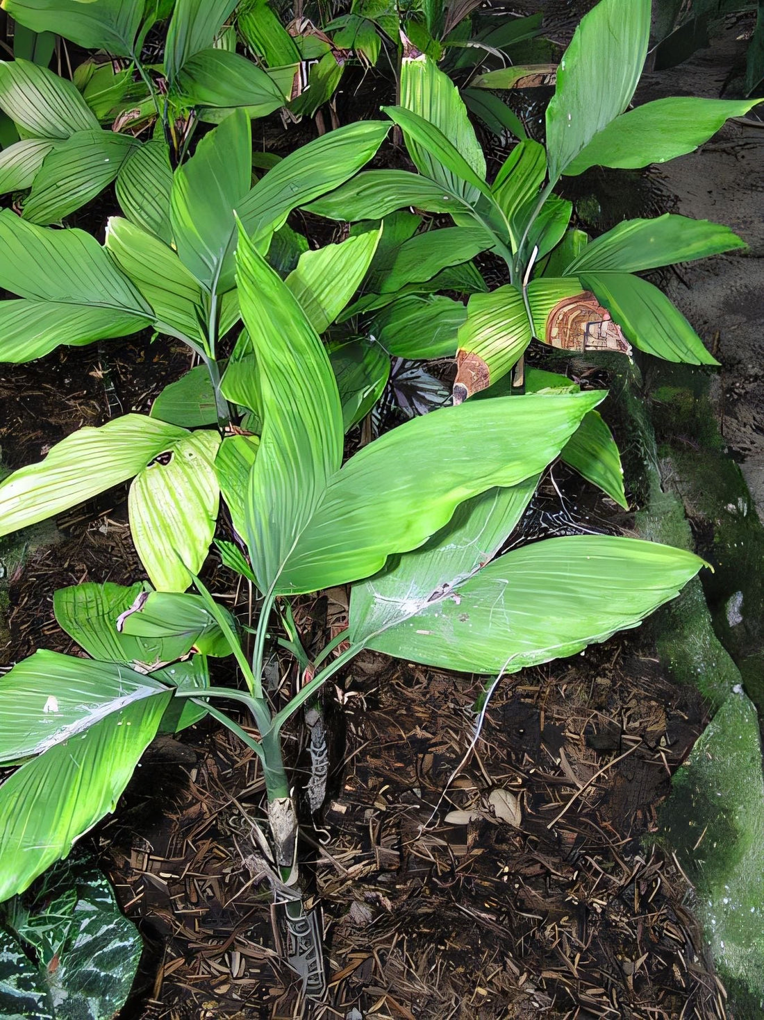 Chamaedorea correae