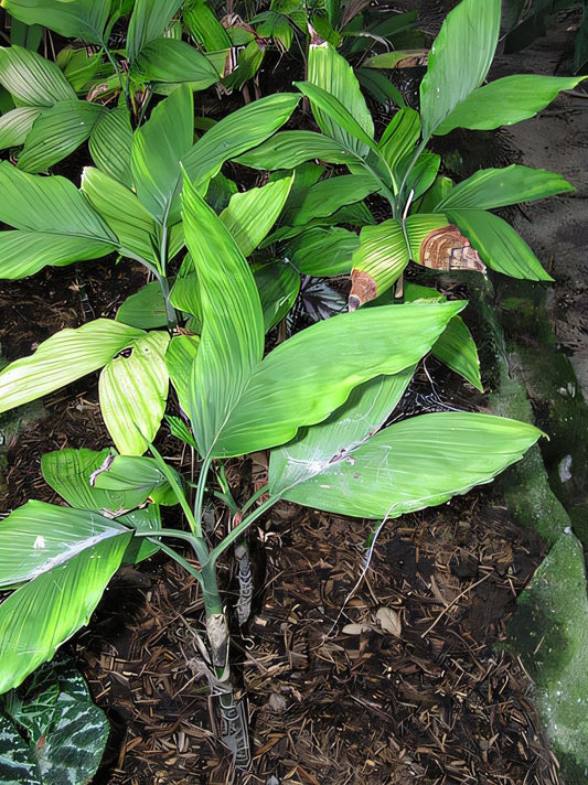 Chamaedorea correae