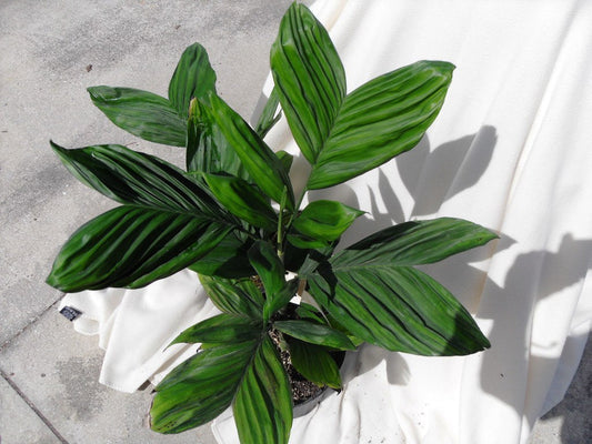 Chamaedorea dammeriana