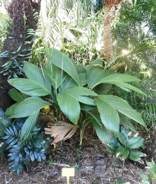 Chamaedorea deckeriana