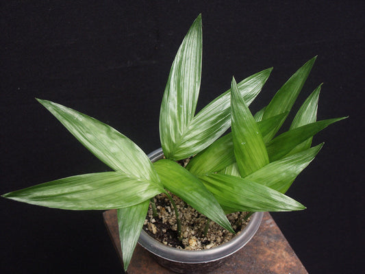 Chamaedorea elatior