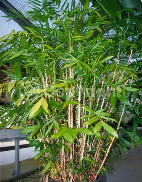 Chamaedorea erumpens