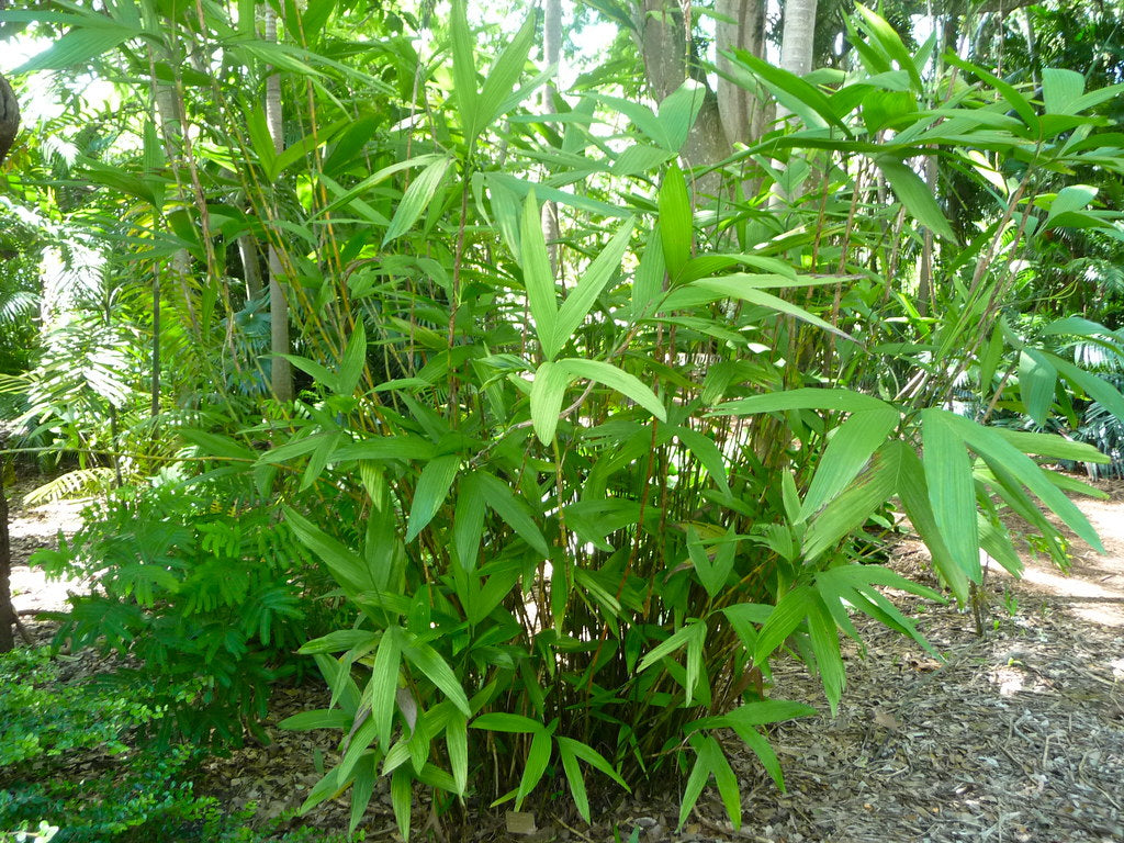 Chamaedorea fragrans