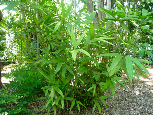 Chamaedorea fragrans