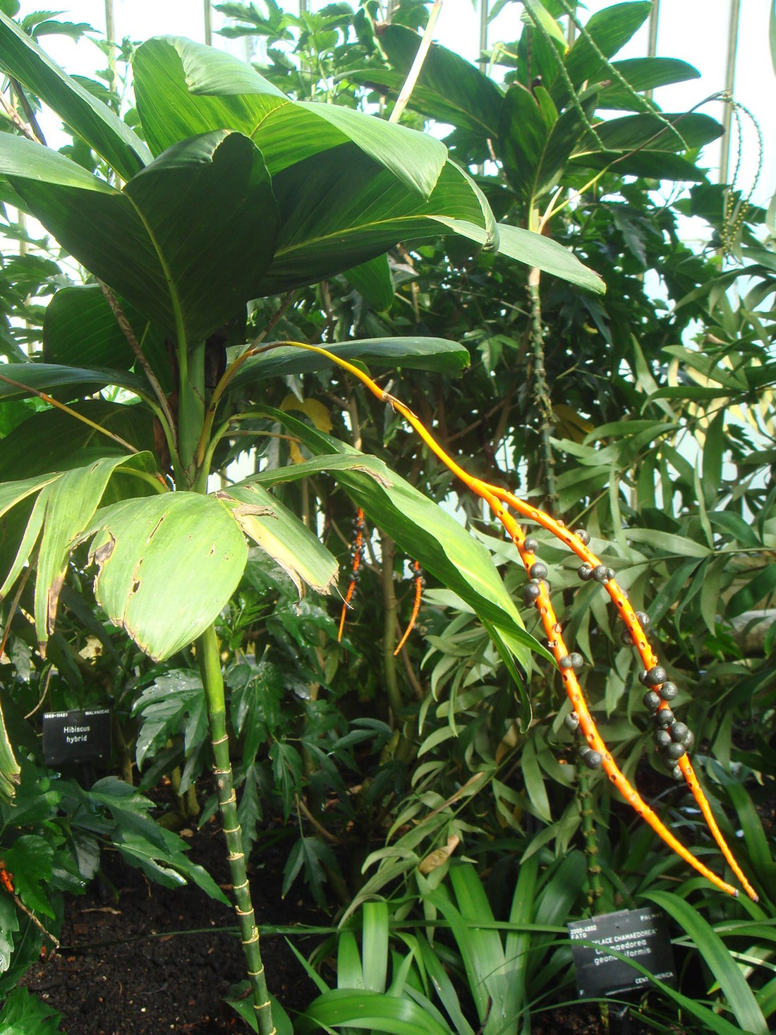 Chamaedorea geonomiformis