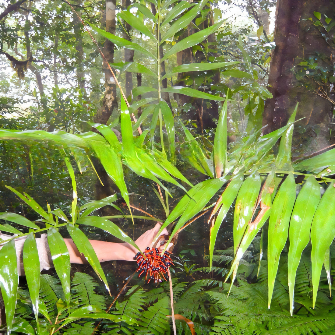 Chamaedorea liebmannii