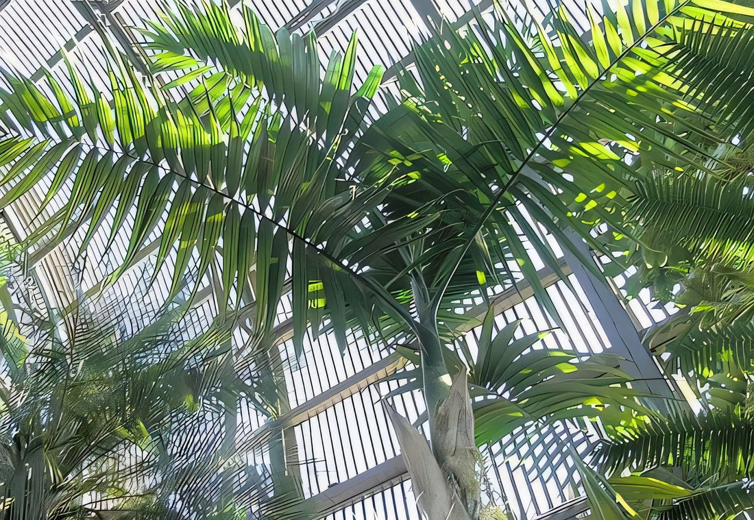 Chamaedorea linearis