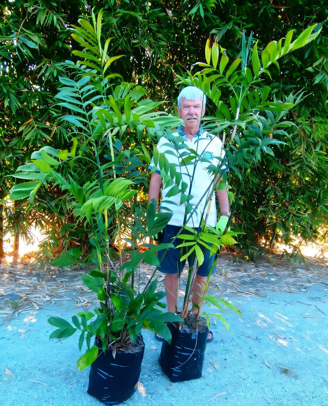 Chamaedorea microspadix