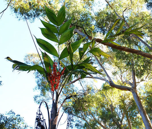Chamaedorea neurochlamys