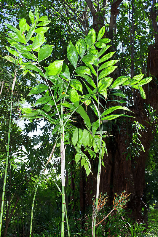 Chamaedorea oblongata