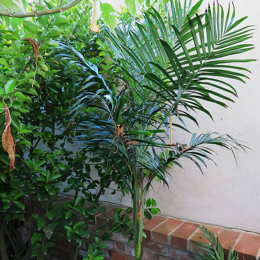 Chamaedorea oreophila