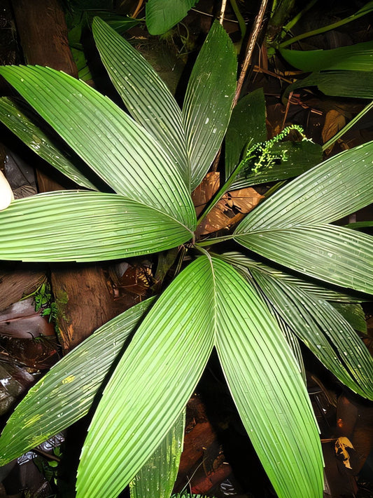 Chamaedorea palmeriana