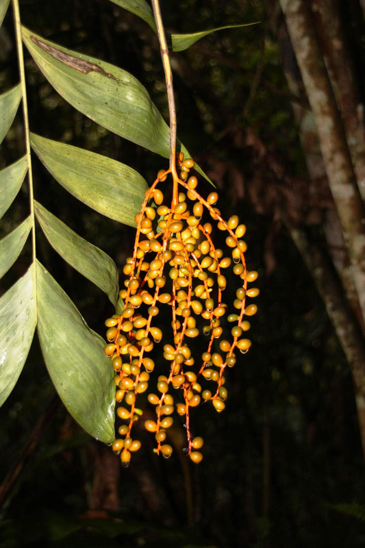 Chamaedorea pinnatifrons