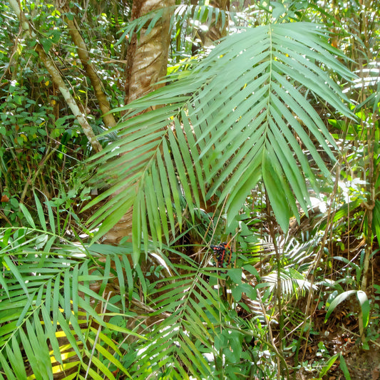 Chamaedorea pochutlensis