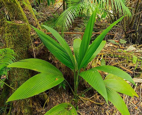 Chamaedorea robertii