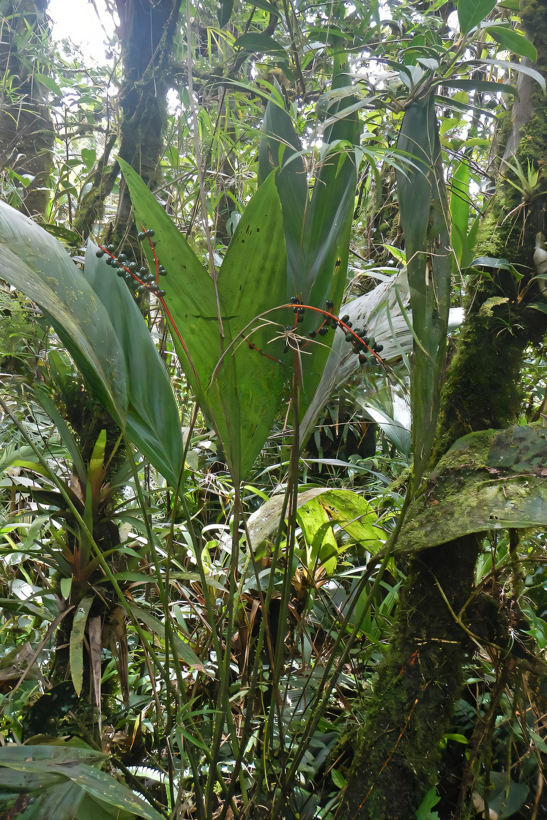 Chamaedorea rossteniorum