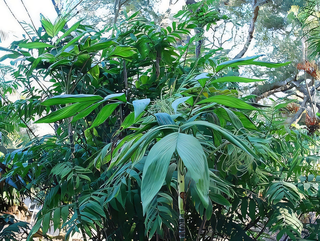 Chamaedorea sartorii