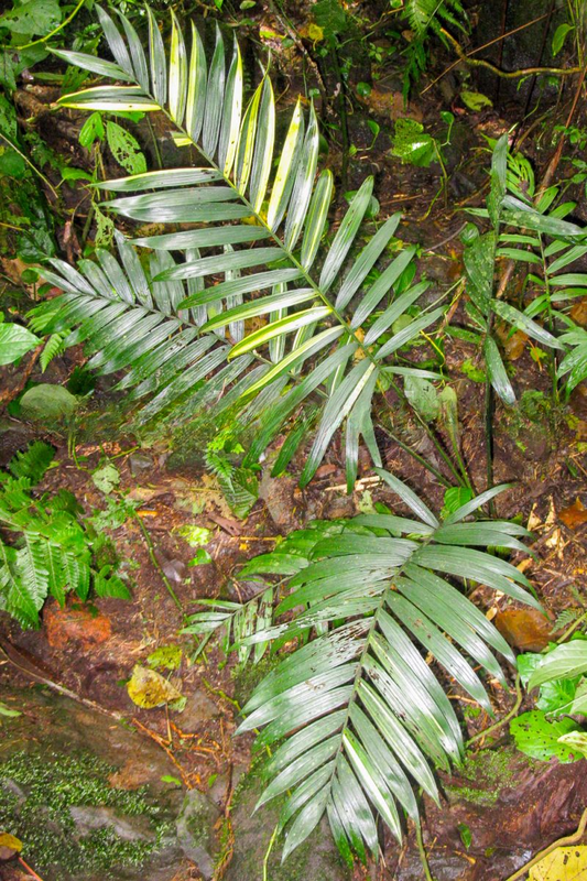 Chamaedorea scheryi