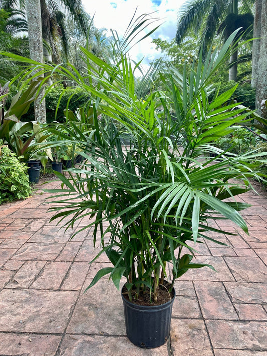Chamaedorea seifrizii 