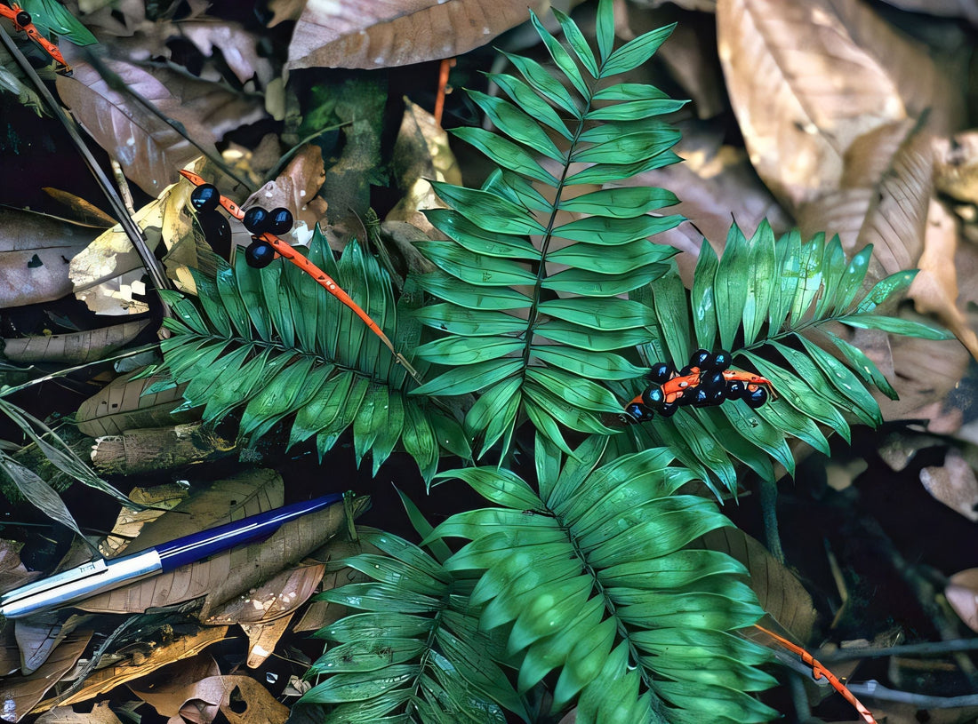 Chamaedorea stenocarpa