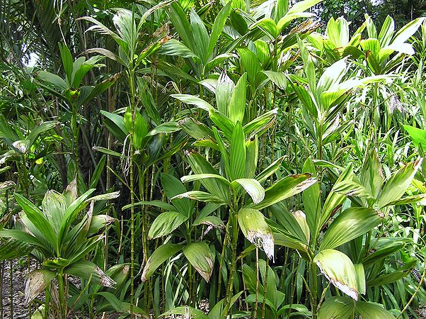Chamaedorea stolonifera