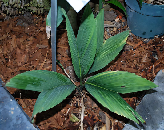 Chamaedorea sullivanorum