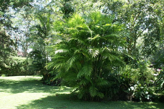 Chamaedorea tepejilote