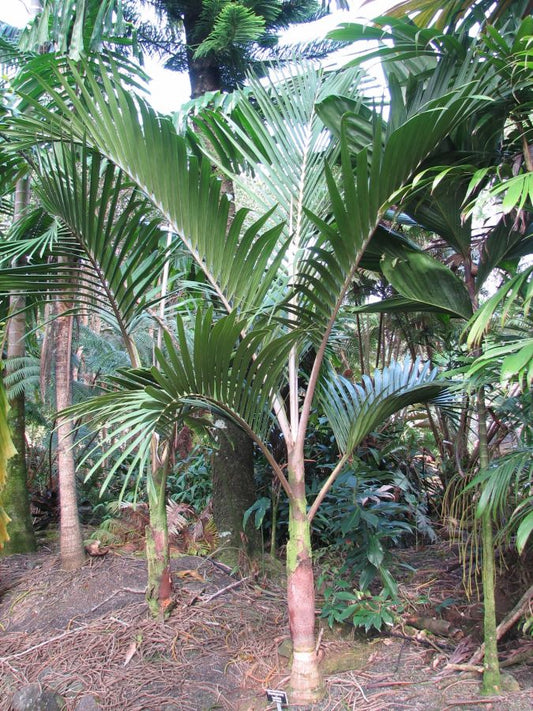 Chambeyronia lepidota