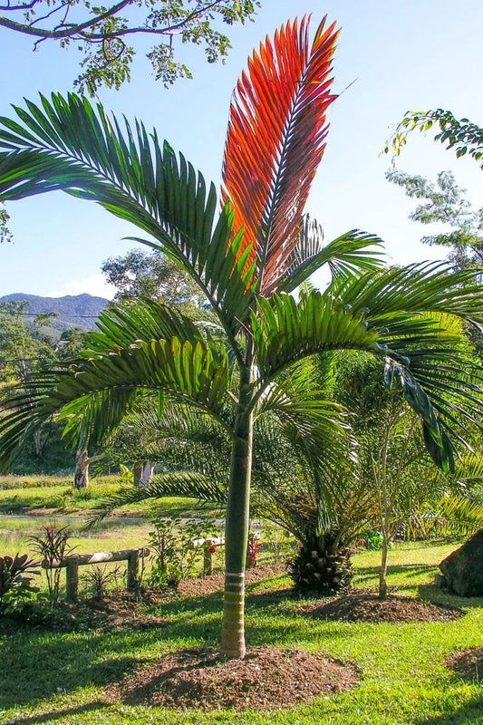 Chambeyronia macrocarpa